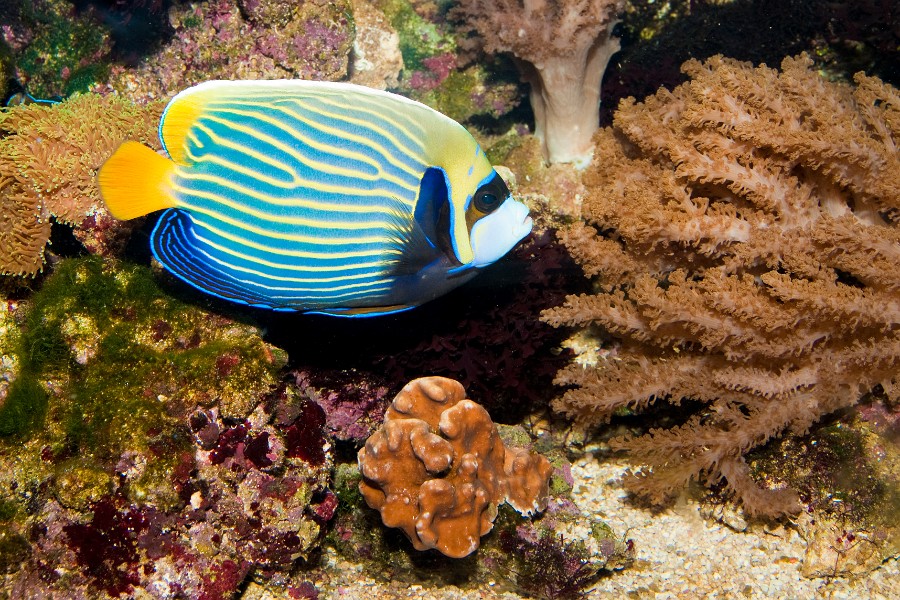 Emperor Angelfish (Pomacanthus imperator) in Aquarium